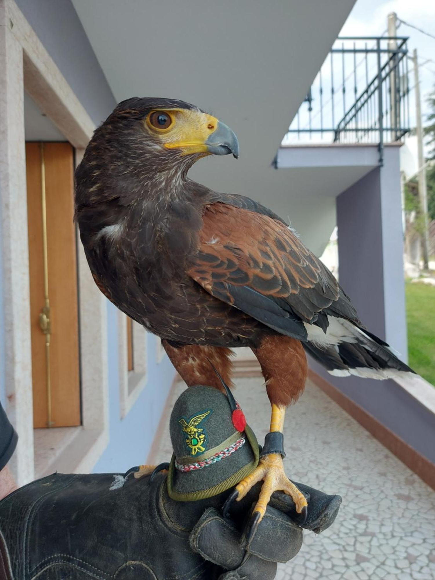 Stella Alpina Alojamento de Acomodação e Pequeno-almoço Fontanelle (Vicenza)